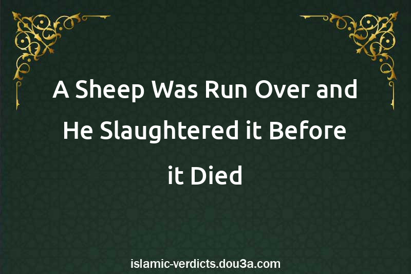 A Sheep Was Run Over and He Slaughtered it Before it Died