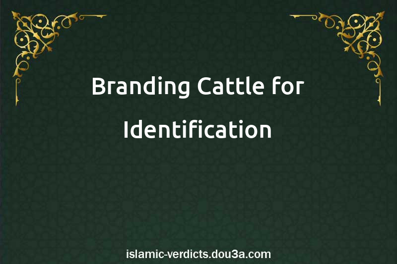 Branding Cattle for Identification