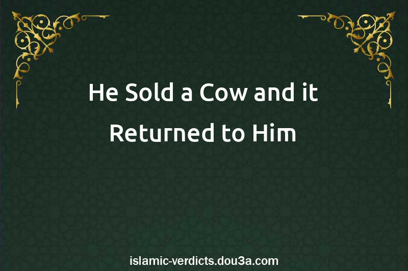 He Sold a Cow and it Returned to Him