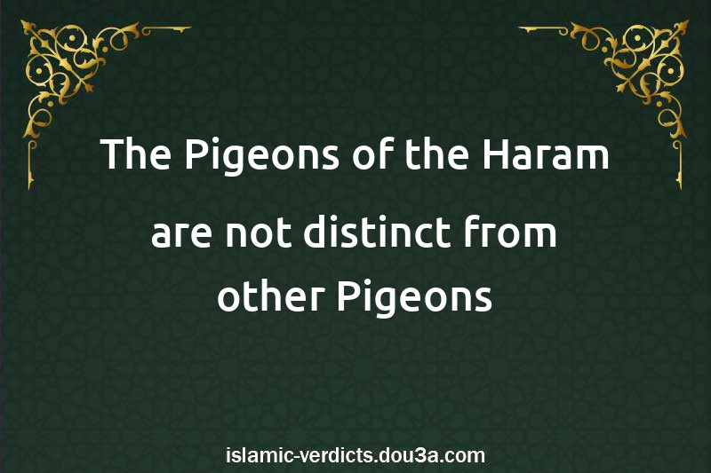 The Pigeons of the Haram are not distinct from other Pigeons