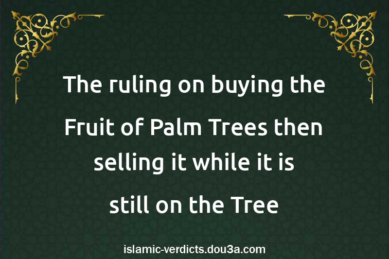 The ruling on buying the Fruit of Palm Trees then selling it while it is still on the Tree