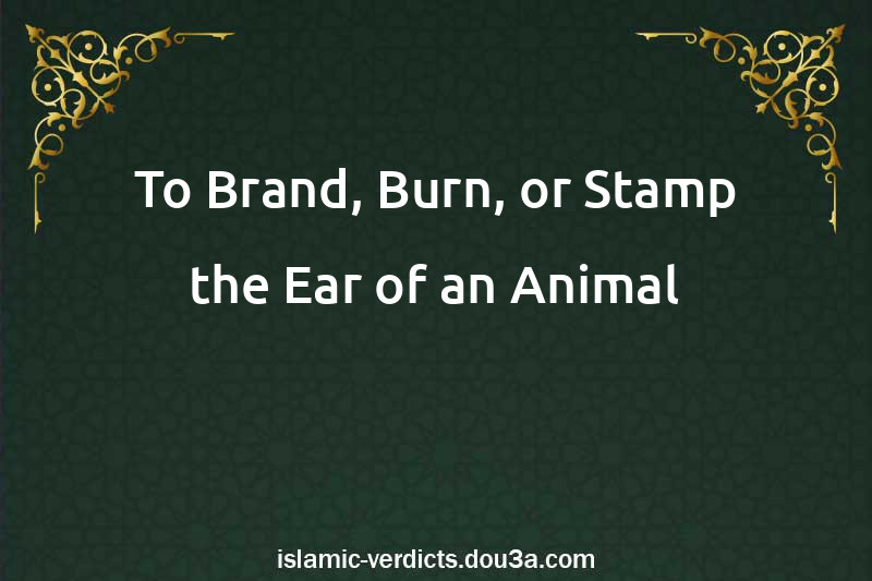 To Brand, Burn, or Stamp the Ear of an Animal